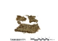 藏品(白葉苔)的圖片